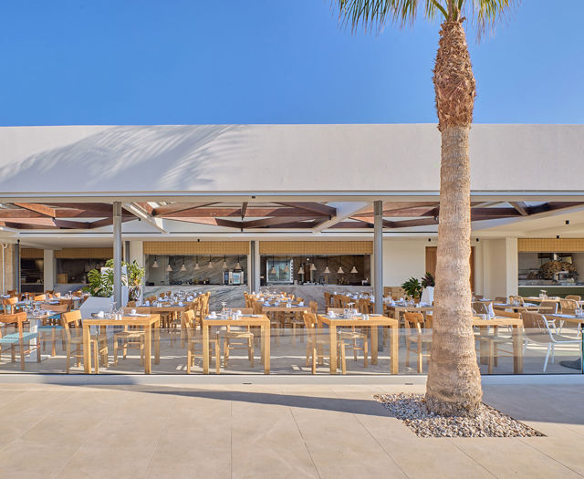 Paralos Kosta Alimia palm tree with the restaurant outdoor sitting area in the background